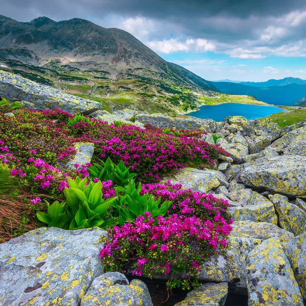 Impresionante Lago Glaciar Alpino Pintoresco Paisaje Montaña Flores Coloridas Rododendro —  Fotos de Stock
