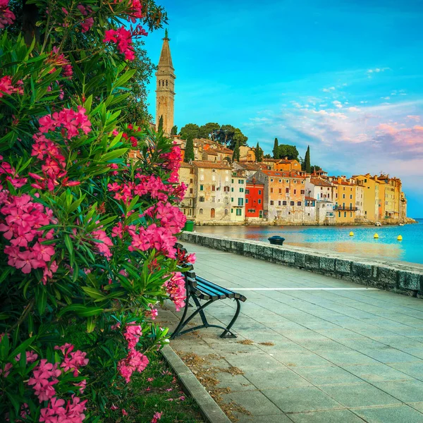 Virágzó Oleanderek Vízparti Sétányon Rovinj Isztria Horvátország Európa — Stock Fotó