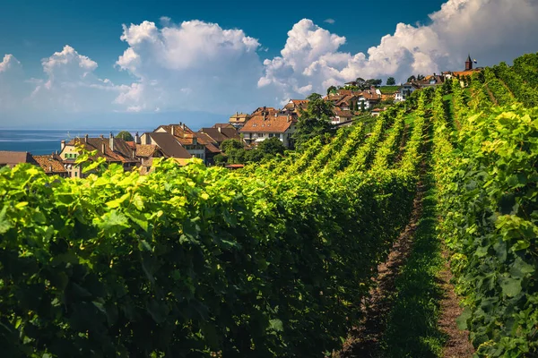 Stunning Orderly Terraced Vineyard Lake Geneva Background Green Vine Plantation — Stock Photo, Image
