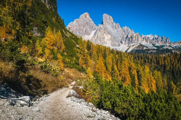 カラフルなレッドウッドの森と絵のような黄色いラクダの木で美しい秋のアルプスの景色 森のグラベルハイキングトレイル クロチ山脈パス ドロミテス イタリア ヨーロッパ — ストック写真