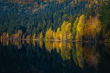Göl kıyısında renkli huş ağaçlarıyla muhteşem bir sonbahar manzarası. Saint Ana Gölü, Transilvanya, Romanya ve Avrupa ile harika bir turizm ve seyahat yeri