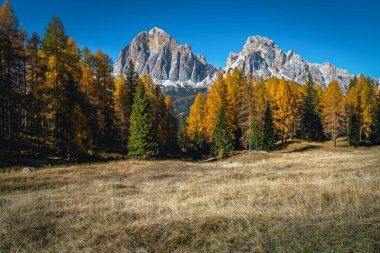 Renkli kızılağaç ormanları ve renkli sarı tarla ağaçlarıyla göz kamaştırıcı bir sonbahar manzarası. Renkli orman ve fantastik dağ zirveleri, Dolomitler, İtalya, Avrupa