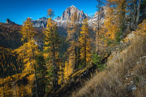 Majestátní Podzimní Alpská Krajina Pestrobarevným Sekvojovým Lesem Malebnými Žlutými Modříny — Stock fotografie