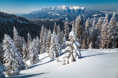 Uçurumunda çam ağaçları ve ormanla kaplı göz kamaştırıcı kış manzarası. Piatra Craiului dağlarının manzarası Brüksel Brasov kayak merkezi, Karpatlar, Romanya ve Avrupa 'dan