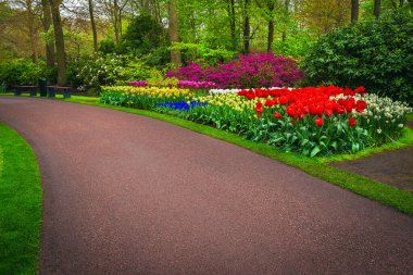 Popüler Keukenhof bahçesinde çeşitli taze bahar çiçekleri. Rengarenk laleleri, nergisleri ve açelyaları, Lisse, Hollanda, Avrupa