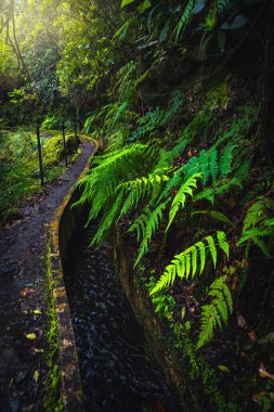Su kanalı ve yeşil ormanda muhteşem taze eğreltiotu ile inanılmaz dar levada yürüyüş patikası. Levada do Furado Yolu, Madeira Adası, Portekiz, Avrupa