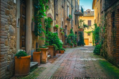 Stunning orderly street view with ornamental green plants on the walls and colorful flowers in the entrances, Pienza, Tuscany, Italy, Europe