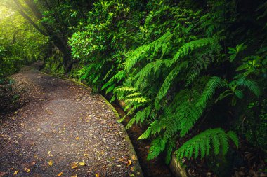 Su kanalı ve yeşil ormanda hayran olunası taze eğreltiotu ile şaşırtıcı levada yürüyüş patikası. Levada do Furado Yolu, Madeira Adası, Portekiz, Avrupa