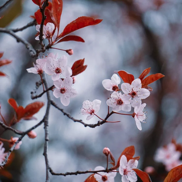 Stock image beautiful cherry flowers in spring season, sakura flowers 