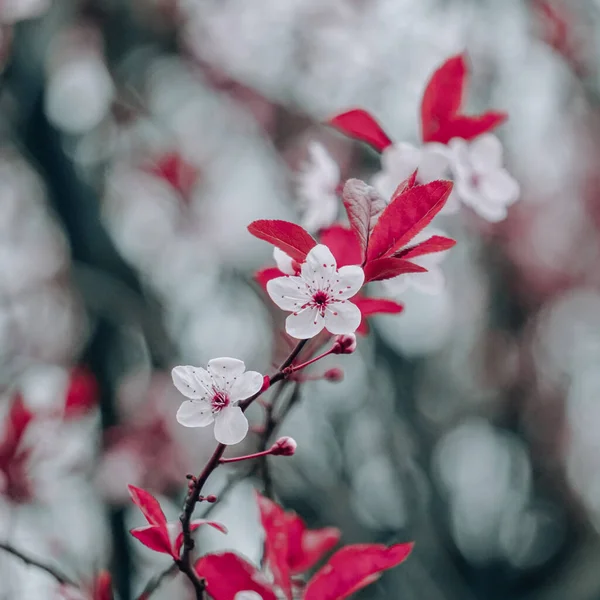 Beautiful Cherry Flowers Spring Season Sakura Flowers — Stock Photo, Image