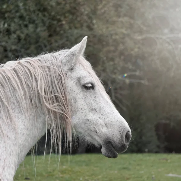 白い馬の肖像画田舎の風景 — ストック写真