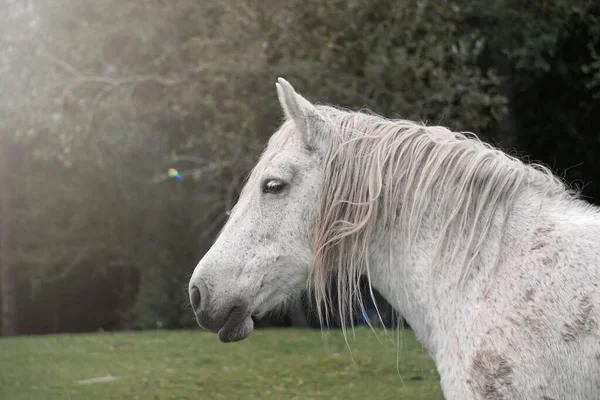 Portret Białego Konia Scena Wiejska — Zdjęcie stockowe