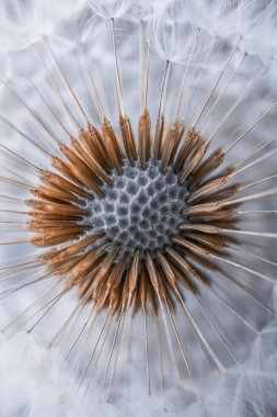 İlkbaharda güzel karahindiba çiçekleri, beyaz arkaplan 