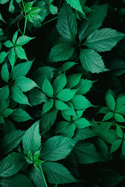Grön Växt Blad Våren Grön Bakgrund — Stockfoto