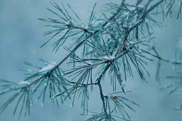 Çam Ağacındaki Kar Kışın Yaprakları Noel Zamanı — Stok fotoğraf
