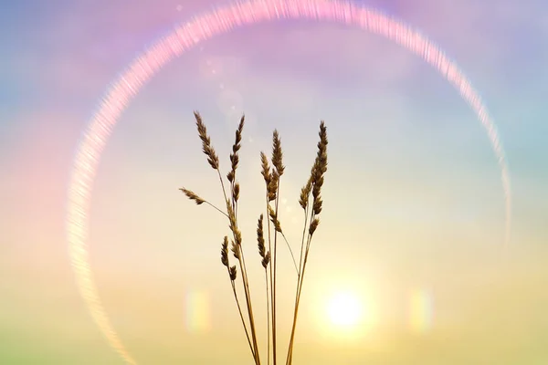 Bloem Planten Silhouet Met Een Prachtige Zonsondergang Achtergrond Lente — Stockfoto