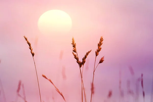 Bloem Planten Silhouet Met Een Prachtige Zonsondergang Achtergrond Lente — Stockfoto