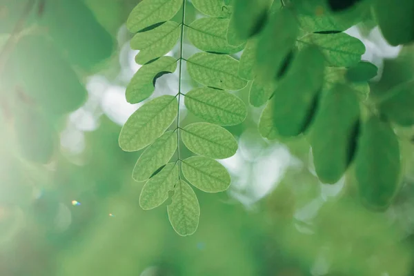 Grüne Blätter Frühling Grüner Hintergrund — Stockfoto