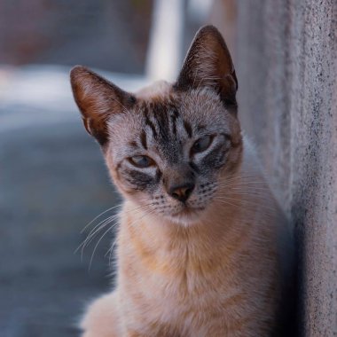 beautiful stray cat looking at the camera, cat portrait 