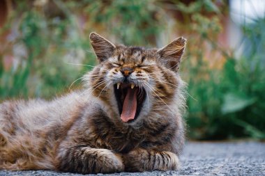 beautiful stray cat portrait looking at the camera 