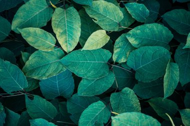 green plant japanese knotweed leaves in springtime, fallopia japonica leaves 