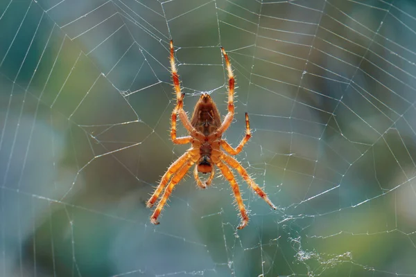 Αράχνη Στον Ιστό Της Αράχνης Που Περιμένει Κυνηγήσει — Φωτογραφία Αρχείου