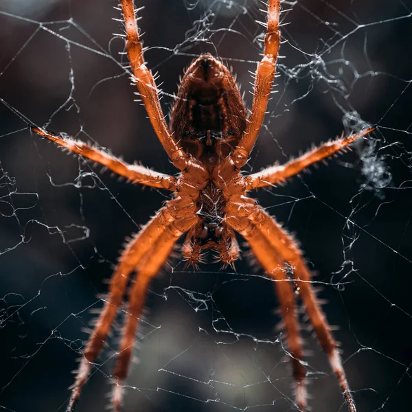 Павук Павутині Чекає Полювання — стокове фото