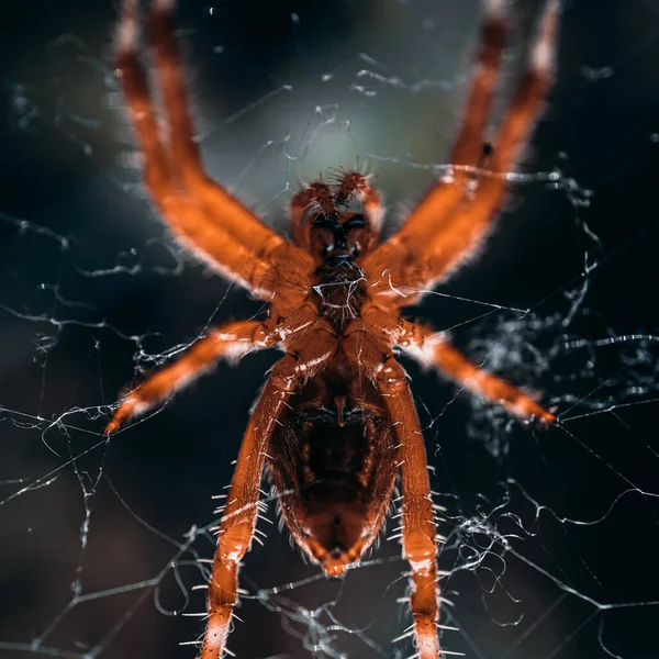 Spinne Spinnennetz Wartet Auf Die Jagd — Stockfoto