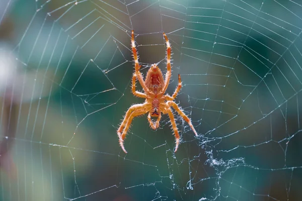 거미줄에 사냥을 기다리는 거미들 — 스톡 사진