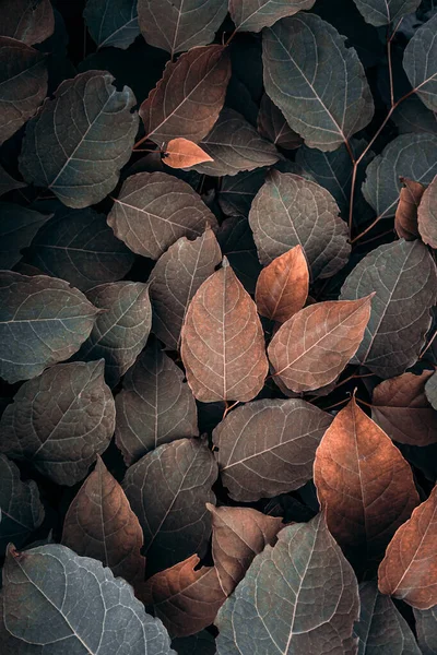 Bruine Japanse Knoopplant Bladeren Het Najaar Bruine Achtergrond — Stockfoto