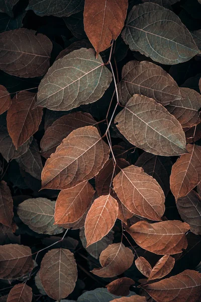Brown Japanese Knotweed Plant Leaves Autumn Season Brown Background — Stock Photo, Image