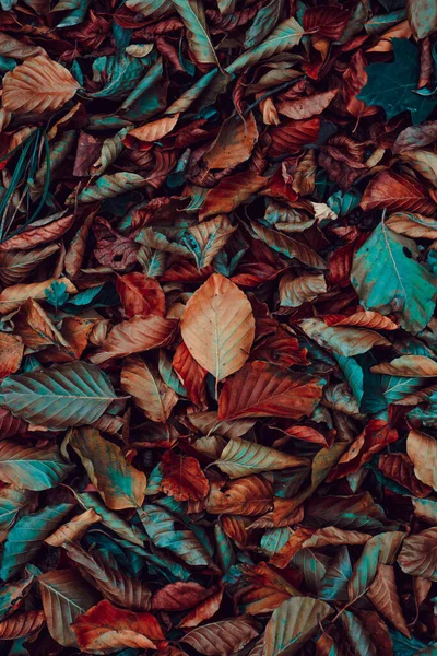 秋に地面に乾いた葉が — ストック写真