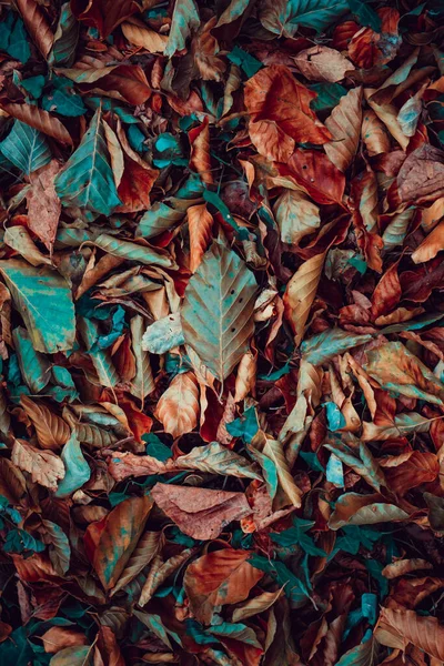 Suche Liście Ziemi Sezonie Jesiennym — Zdjęcie stockowe