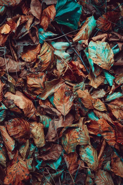 Dry Leaves Ground Autumn Season — Stock Photo, Image