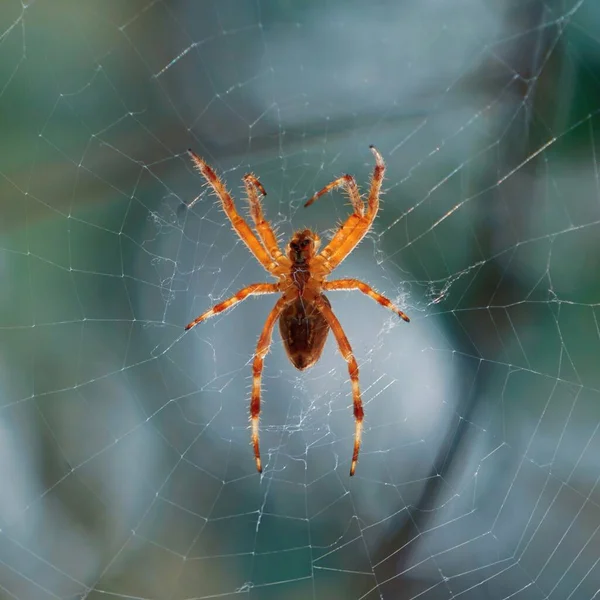 Αράχνη Στον Ιστό Της Αράχνης Που Περιμένει Κυνηγήσει — Φωτογραφία Αρχείου