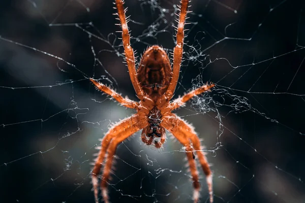 蜘蛛在蜘蛛网上等待捕猎 — 图库照片