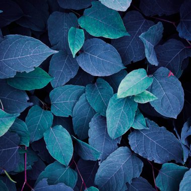Mavi Japon knotweed bitkisi kışın yaprakları, mavi arkaplan