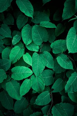 yeşil Japon knotweed bitkisi ilkbaharda yaprakları, yeşil arka plan 