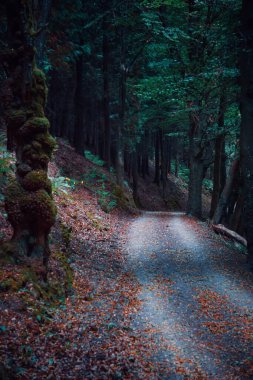 Ormanda yol, sonbahar mevsiminde kahverengi yapraklı ağaçlar 