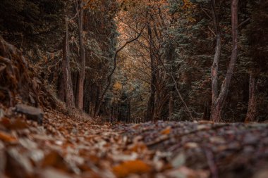 Ormanda yol, sonbahar mevsiminde kahverengi yapraklı ağaçlar 