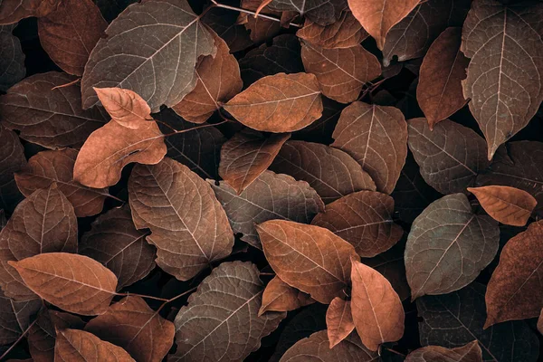 Kahverengi Japon knotweed bitkisi sonbahar mevsiminde yapraklar, kahverengi arka plan 
