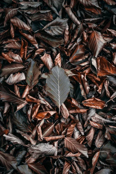 Коричневые Красные Сухие Листья Земле Осенний Сезон — стоковое фото