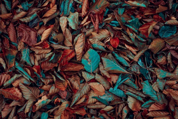Brązowe Czerwone Liście Suche Ziemi Jesienią — Zdjęcie stockowe