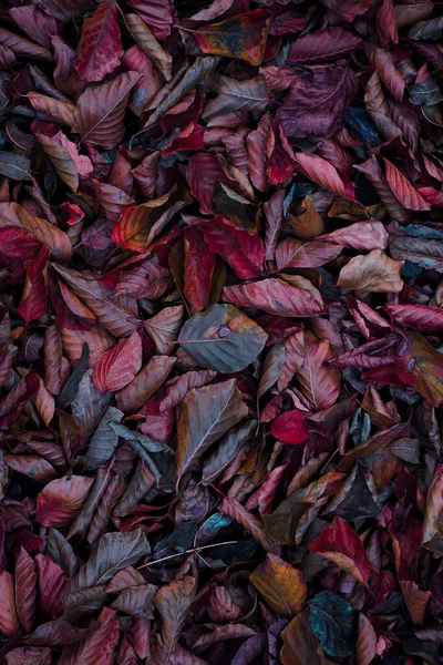 Καφέ Και Κόκκινα Ξηρά Φύλλα Στο Έδαφος Την Εποχή Του — Φωτογραφία Αρχείου