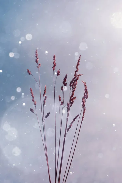 Planten Silhouet Lucht Achtergrond Winter — Stockfoto