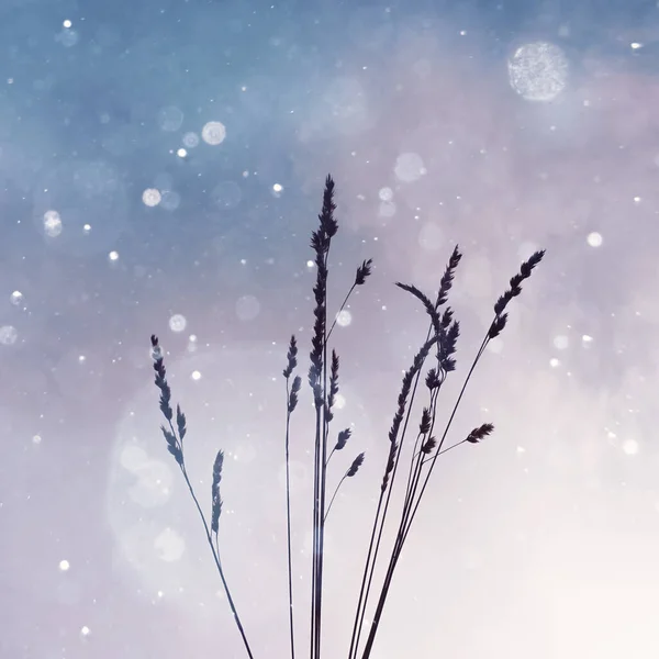Bitkiler Kışın Siluet Gökyüzü Arkaplanı — Stok fotoğraf