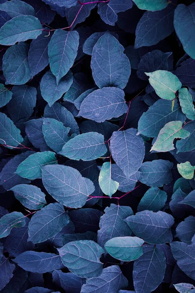 blue japanese knotweed plant leaves in wintertime, blue background