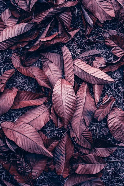 가을에는 붉은색 이핀다 — 스톡 사진