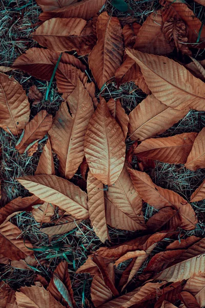 Коричневые Красные Сухие Листья Земле Осенний Сезон — стоковое фото