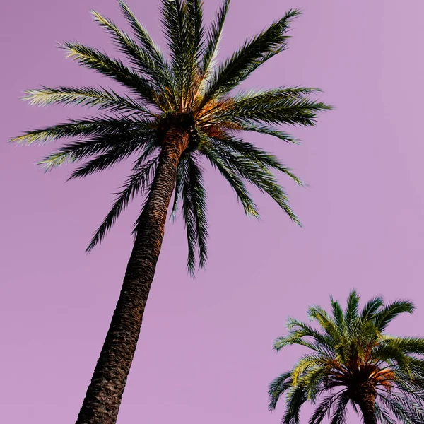 Palmbomen Met Zonsondergang Een Prachtige Zonsondergang Achtergrond — Stockfoto